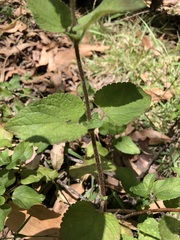 Ageratum houstonianum