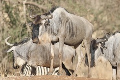 Connochaetes taurinus albojubatus
