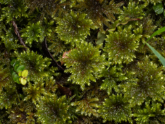 Hypnodendron