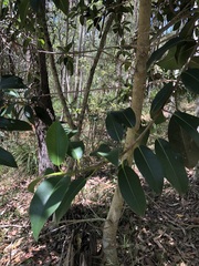 Ficus rubiginosa