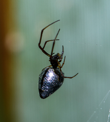 Argyrodes antipodianus