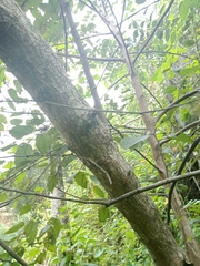 Trema micrantha