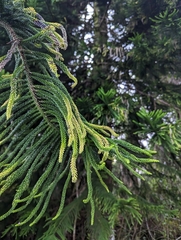 Araucaria heterophylla