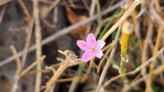 Dianthus strictus