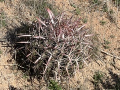Ferocactus viridescens