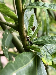 Polyrhachis rufifemur