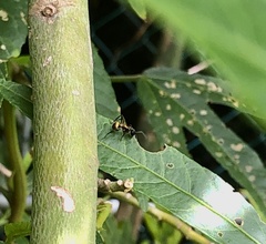 Polyrhachis rufifemur