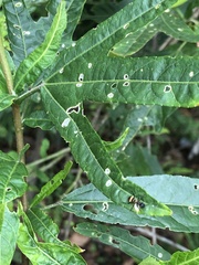 Polyrhachis rufifemur