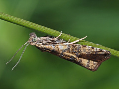 Syricoris