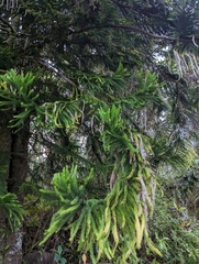 Araucaria heterophylla