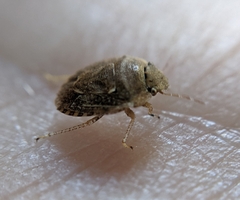 Sciocorini