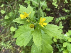 Geum macrophyllum