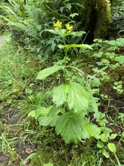 Geum macrophyllum