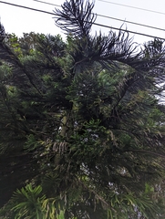 Araucaria heterophylla