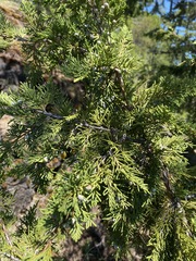 Juniperus maritima