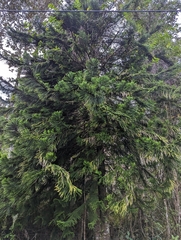 Araucaria heterophylla