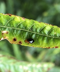 Nisotra bicolorata