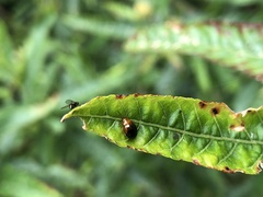 Nisotra bicolorata