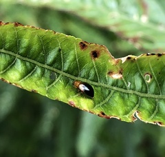 Nisotra bicolorata