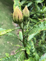 Nisotra bicolorata