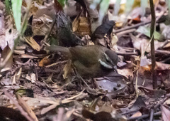 Oreoscopus gutturalis