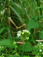 Fleischmannia pycnocephala