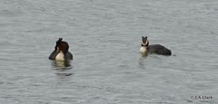 Podiceps cristatus australis