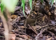 Oreoscopus gutturalis