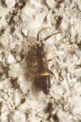 Orchesella cincta