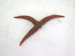 Stichaster striatus