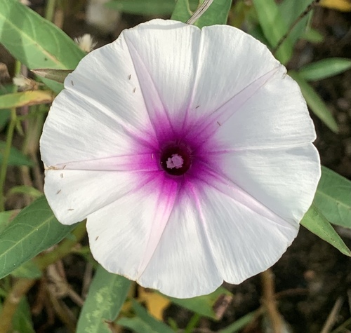 swamp morning-glory (Ipomoea aquatica)