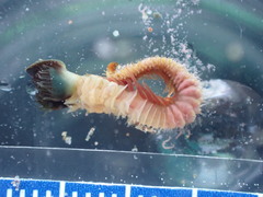 Phragmatopoma virgini