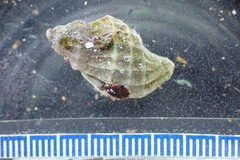 Crassilabrum crassilabrum