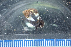 Echinolittorina peruviana