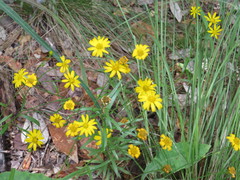 Gutierrezia wrightii