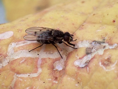 Limnophora