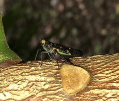 Desudaba maculata