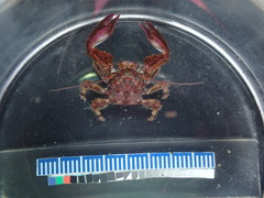 Petrolisthes tuberculosus