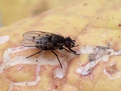Limnophora