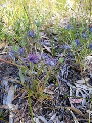 Eryngium ovinum
