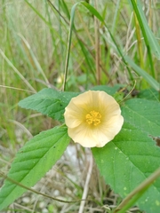 Sida cordifolia