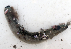 Athyonidium chilensis