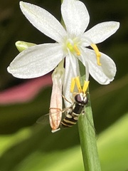 Ischiodon scutellaris