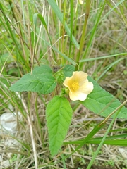 Sida cordifolia