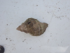 Crassilabrum crassilabrum