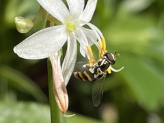 Ischiodon scutellaris