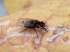 Limnophora