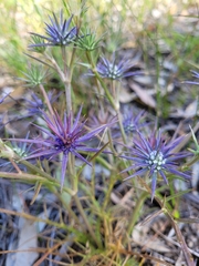 Eryngium ovinum
