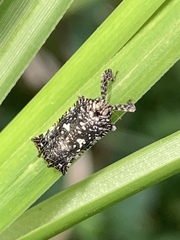 Elasmoscelis perforata