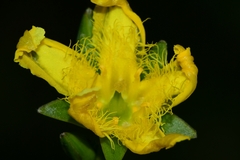 Ornduffia reniformis